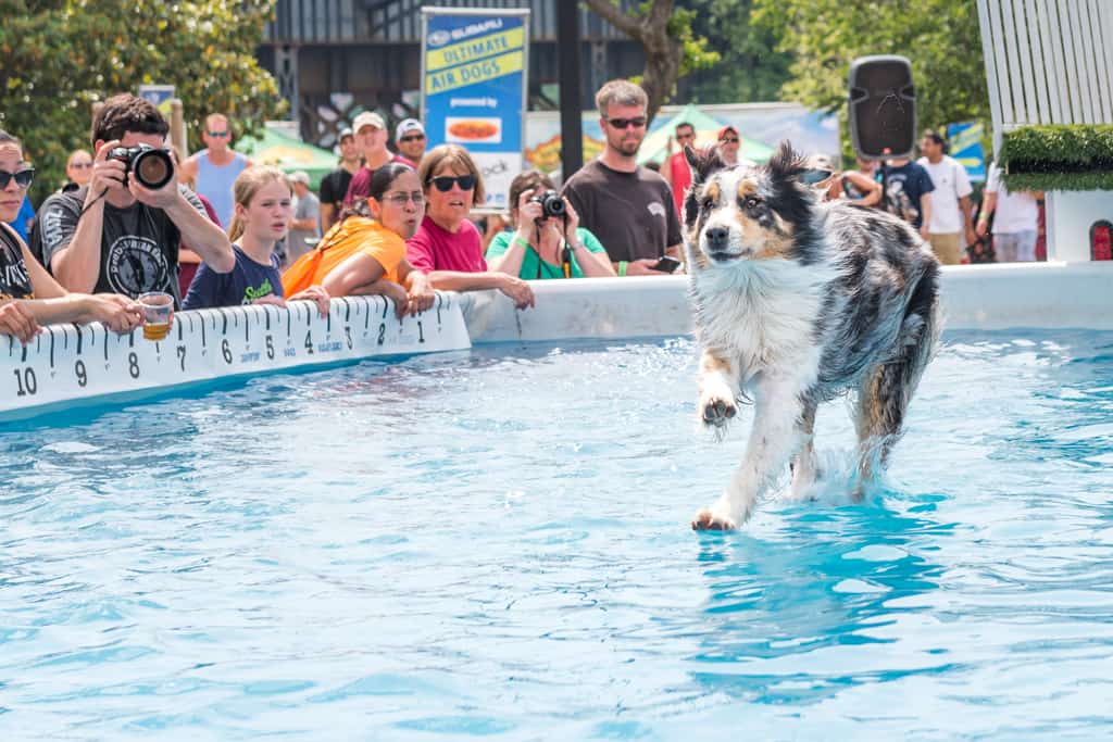 Ultimate Air Dogs: Becky Huddleston (Not eligible for prize money)