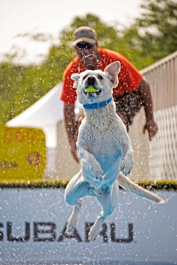 Ultimate Air Dogs: Jimmy Giles ($50)